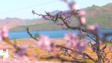 高清变焦拍摄樱花樱花园视频的预览图